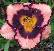 Dead night daylily for sale  Portland