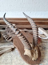 Vintage horns mounted for sale  SIDMOUTH