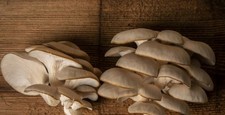 Pearl yster mushroom gebraucht kaufen  Hamburg