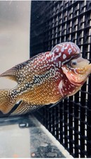 Breeding pair kamfa for sale  Winston Salem