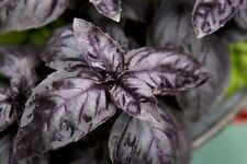 Dark opal basil for sale  Deltona