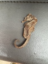Cavalluccio marino essiccato usato  Cavezzo