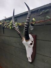 Taxidermy african blesbok for sale  BILLINGHAM