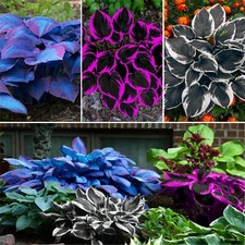 200pcs mixed hosta for sale  New York