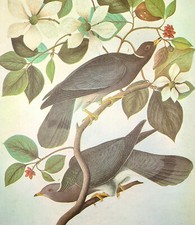 John james audubon for sale  Sahuarita