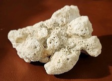 Natural white dry for sale  Allamuchy