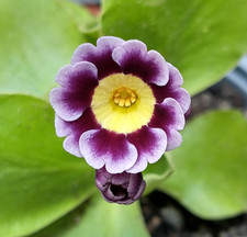 Primula auricula seeds for sale  SHEFFIELD