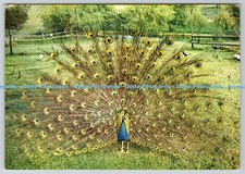 D323571 peacock. norfolk for sale  WARLINGHAM