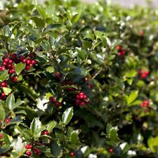 Ilex aquifolium alaska for sale  GLASGOW