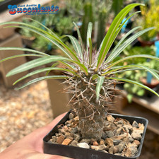 Pachypodium geayi live d'occasion  Expédié en Belgium