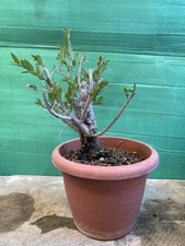 Pre bonsai mirto usato Pre bonsai mirto usato  Modica