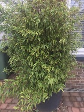 Black ebony bamboo for sale  LITTLEHAMPTON