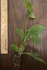 Frederick passion fruit for sale  Bossier City
