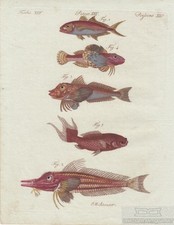 Fische tafel xxv gebraucht kaufen  Leipzig