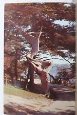 Cartão postal antigo vintage California CA 17 Mile Drive Pescadero Point Ghost Tree comprar usado  Enviando para Brazil