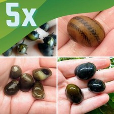 Assorted nerite snails for sale  Lawrence