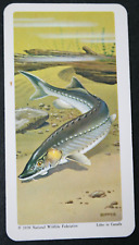 Great lakes sturgeon for sale  DERBY