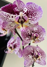 Phalaenopsis rchidee pink gebraucht kaufen  Landsberg am Lech