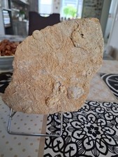 Platte seeigel acrosalenia gebraucht kaufen  Xanten