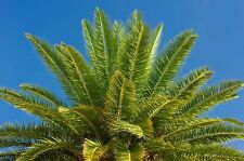 Samen dattelpalme phoenix gebraucht kaufen  Calw