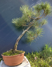 Pre bonsai pin d'occasion  Nogent-sur-Marne