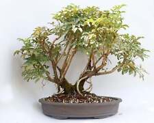 Schefflera arboricola 16 for sale  Deland