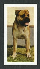 Bullmastiff 1961 hornimans for sale  COLEFORD