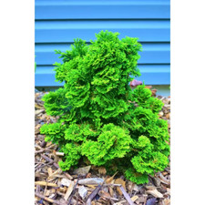Gal. dwarf hinoki for sale  Des Plaines