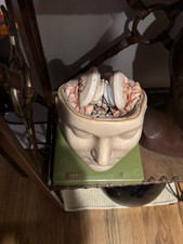 Somso anatomical bs5 for sale  Drexel Hill