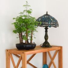 Bonsai plant forest for sale  IPSWICH