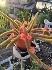 Aporocactus flagellif. coda usato  Manduria