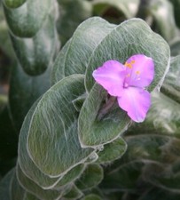 Tradescantia sillamontana pelo usato  Italia