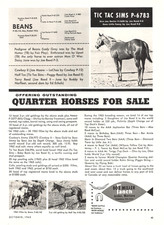 quarter horse bob for sale  Palm Bay