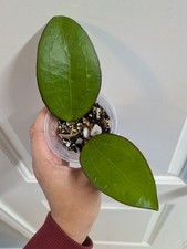 plants little cuts plant for sale plants little cuts plant for sale Fort Worth