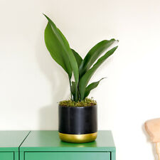 Suttons aspidistra cast for sale  PAIGNTON