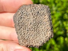 Nice texas fossil for sale  Coppell