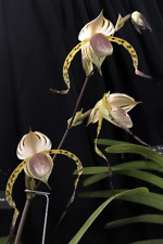 Paphiopedilum stonei slipper for sale  SANDBACH