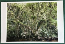 Thomas struth juquehy gebraucht kaufen Thomas struth juquehy gebraucht kaufen  Hamburg