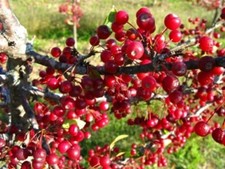 Roselow crabapple flowering for sale  Weyauwega