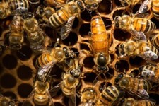 Abeille buckfast d'occasion  Blaye