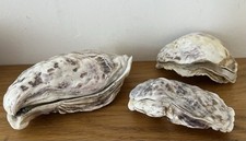 Real double oyster for sale  CLACTON-ON-SEA