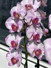 Rchidee phalaenopsis champion gebraucht kaufen  Bremen