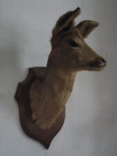 taxidermy animal heads for sale  UK