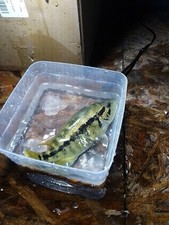 Fish dovii cichlid for sale  Ruskin