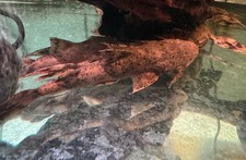 Live tropical fish for sale  New York