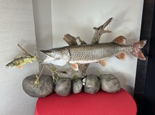 50.5 muskie taxidermy for sale  Lakeville
