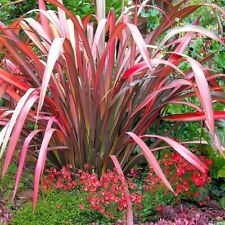 Phormium evening glow for sale  NORTHWICH