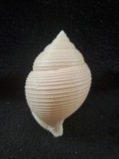 Galeodea keyteri seashell for sale  Raleigh