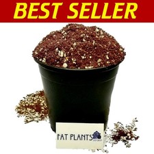 Premium cacti succulent for sale  Gibbsboro