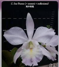 Cattleya sea breeze for sale  SHREWSBURY